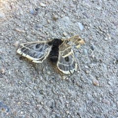 Agapema homogena