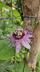 Passiflora oerstedii, photograph (c) Elías Torres Arroyo, some rights reserved (CC BY)