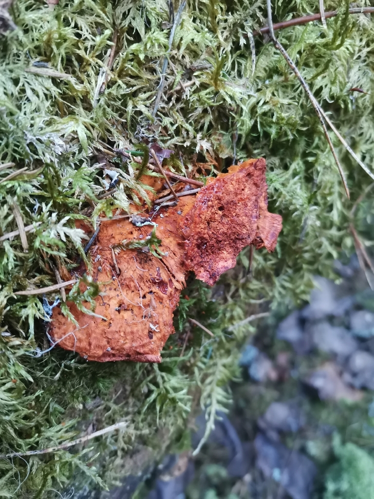 Pycnoporellus fulgens · December 2025 · photo: © kaitaaho (iNaturalist, cc0)