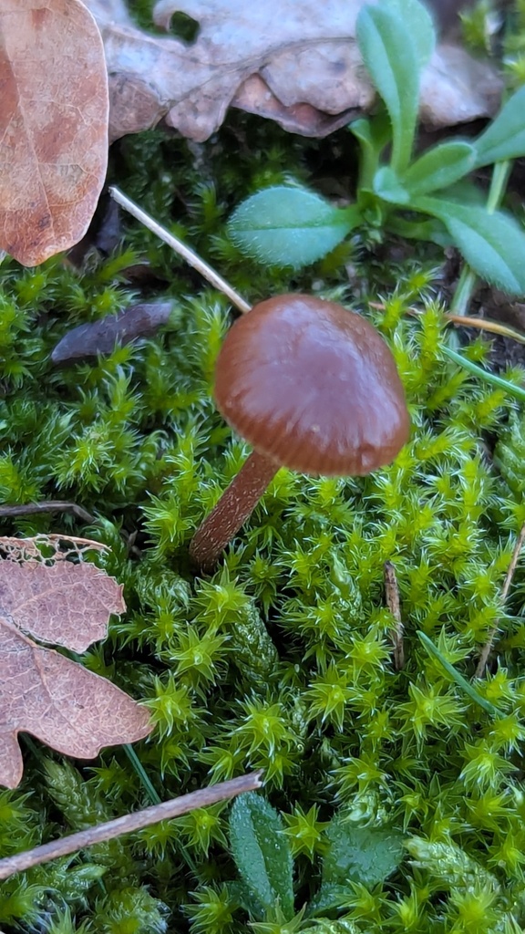 Deconica montana · December 2025 · photo: © rudolphous (iNaturalist, cc-by)