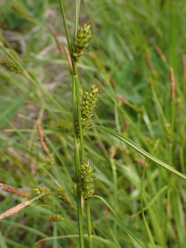 distant sedge (Carex distans)