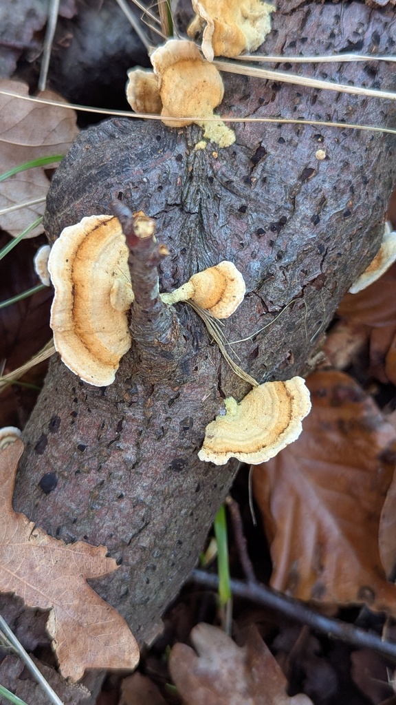 Stereum subtomentosum · December 2025 · photo: © rudolphous (iNaturalist, cc-by)