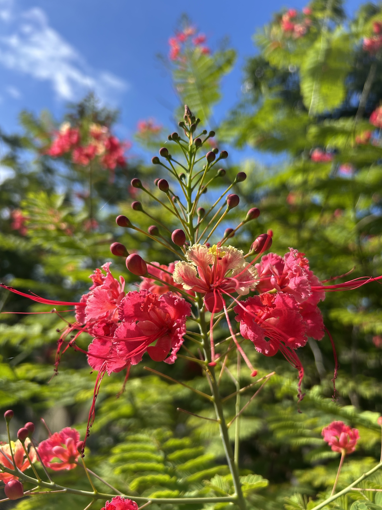 Caesalpinia pulcherrima