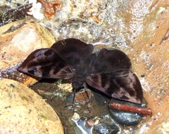 Ebrietas infanda