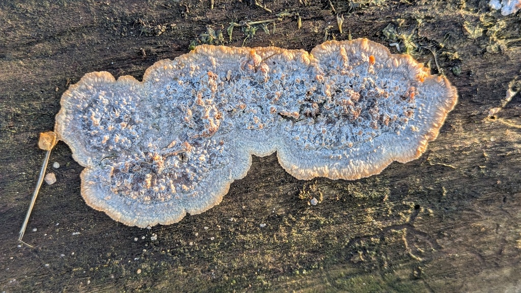 Phlebia radiata · December 2025 · photo: © rudolphous (iNaturalist, cc-by)