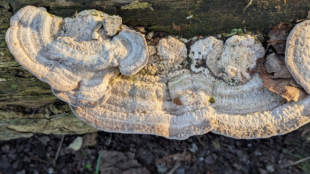 Trametes gibbosa · December 2025 · photo: © rudolphous (iNaturalist, cc-by)