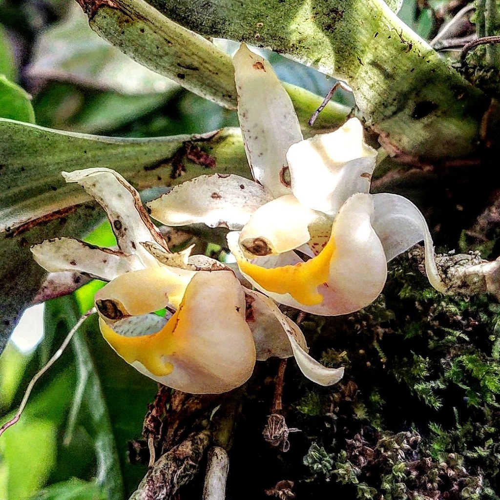 Benzingia