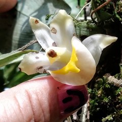 Benzingia palorae