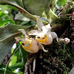 Benzingia palorae
