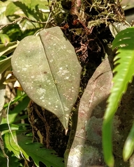 Benzingia palorae