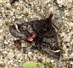 Pyrausta dapalis