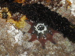 Meridiastra