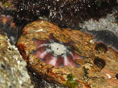 Meridiastra