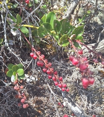 Agarista buxifolia, photograph (c) yellowplant, some rights reserved (CC BY)