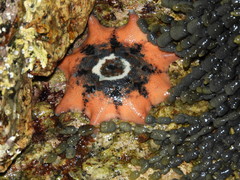 Meridiastra