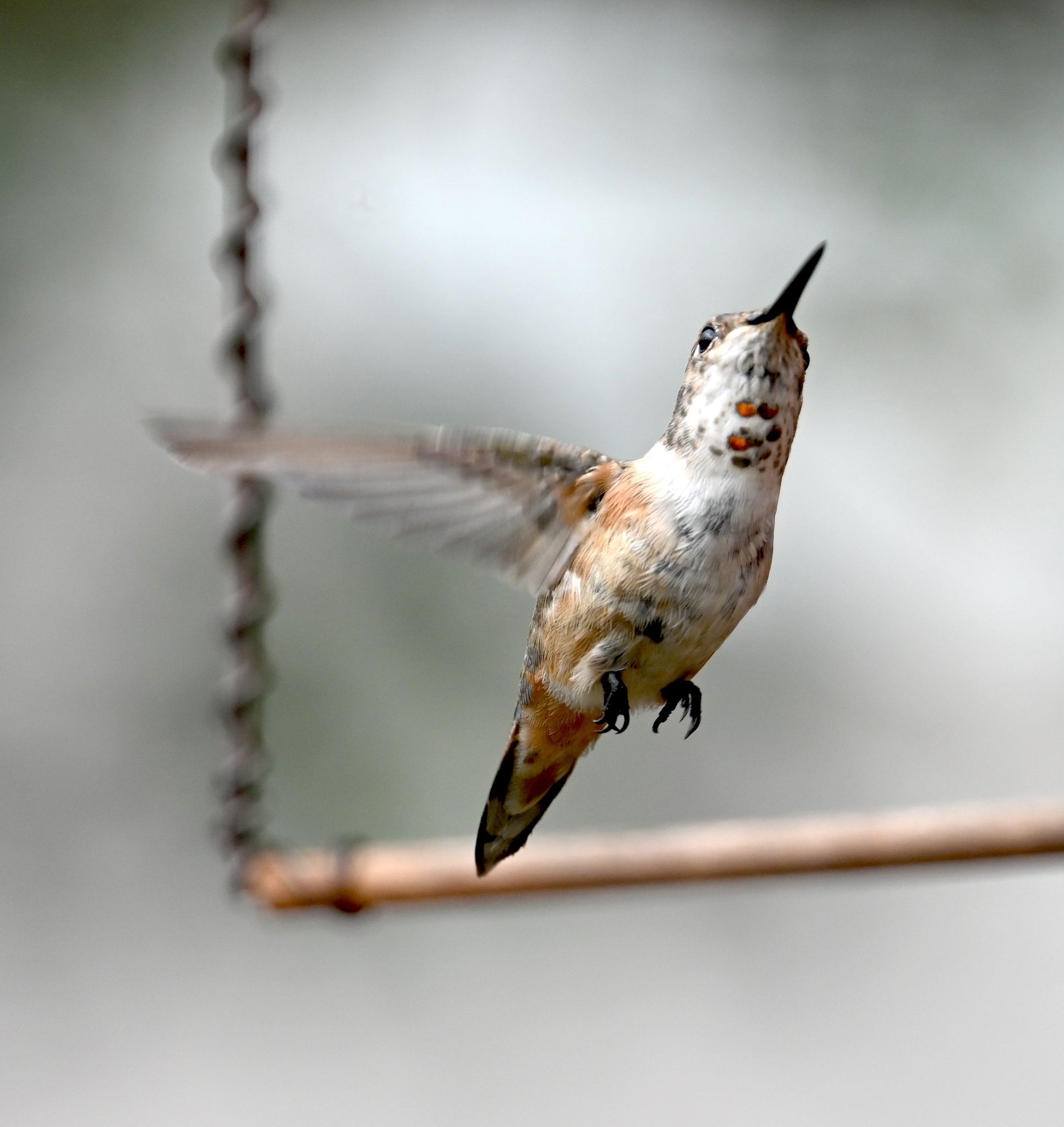 Rufous Hummingbird (Selasphorus rufus)
