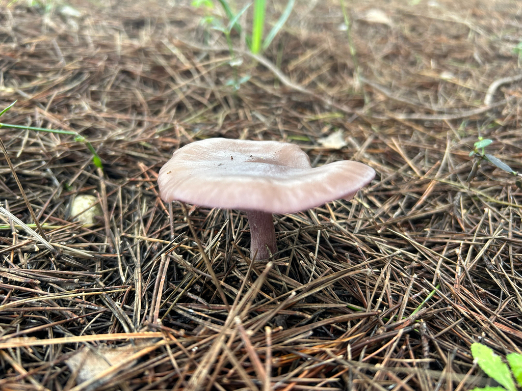 Collybia sordida · December 2025 · photo: © knoahtall (iNaturalist, cc-by)