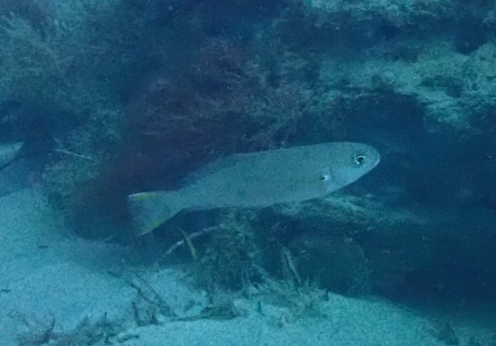 Photo of a Ocean Whitefish