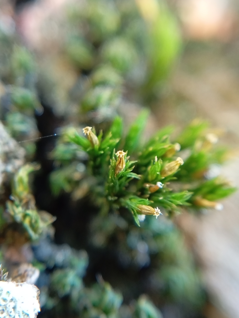 Lewinskya hortensis