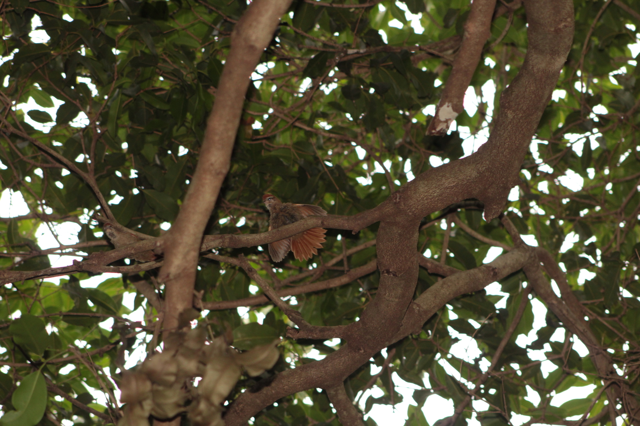 Rusty-backed Spinetail (Cranioleuca vulpina), photo 9