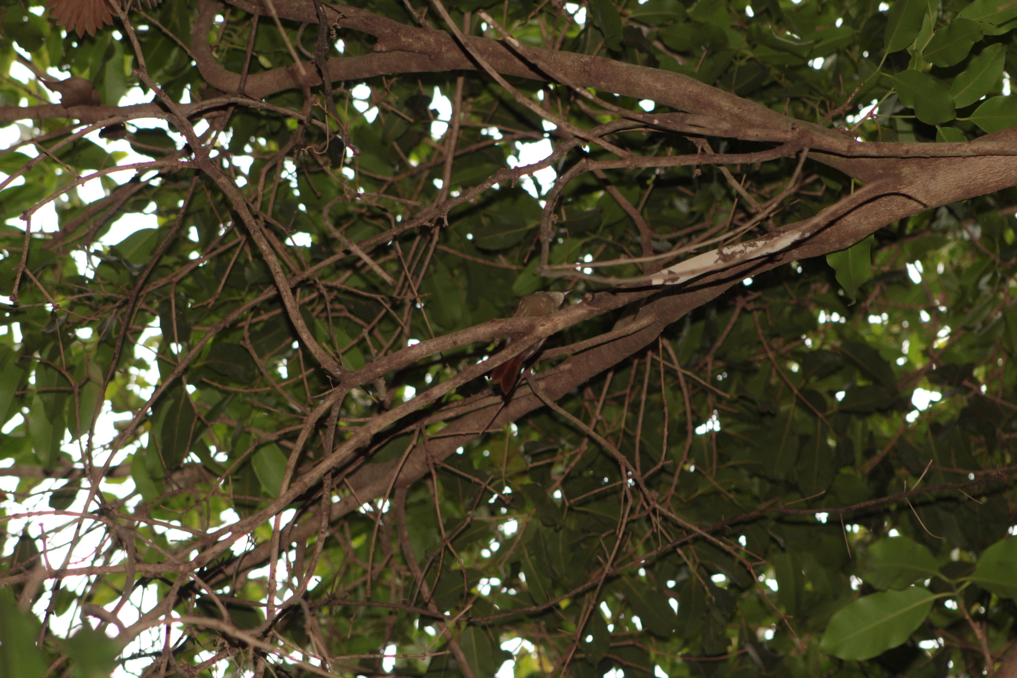 Rusty-backed Spinetail (Cranioleuca vulpina), photo 10