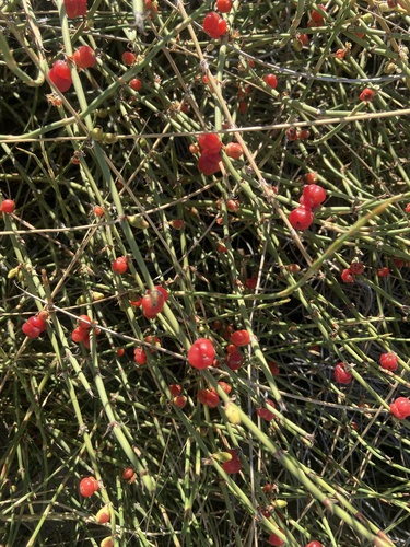 Ephedra ochreata, photograph 2