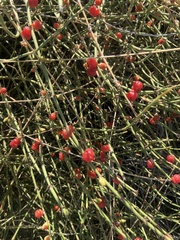 Ephedra ochreata, photograph author not stated, no rights reserved