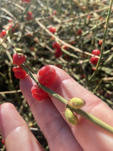 Ephedra ochreata, photograph 3