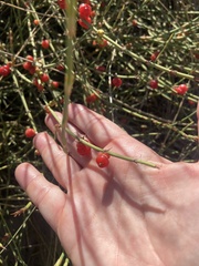 Ephedra ochreata, photograph author not stated, no rights reserved