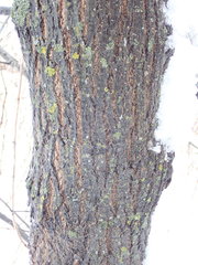 Acer negundo violaceum