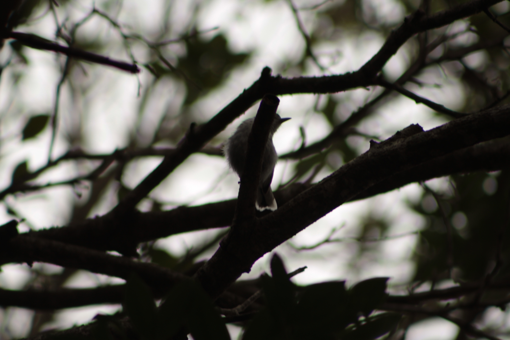 Large-billed Antwren (Herpsilochmus longirostris), photo 10