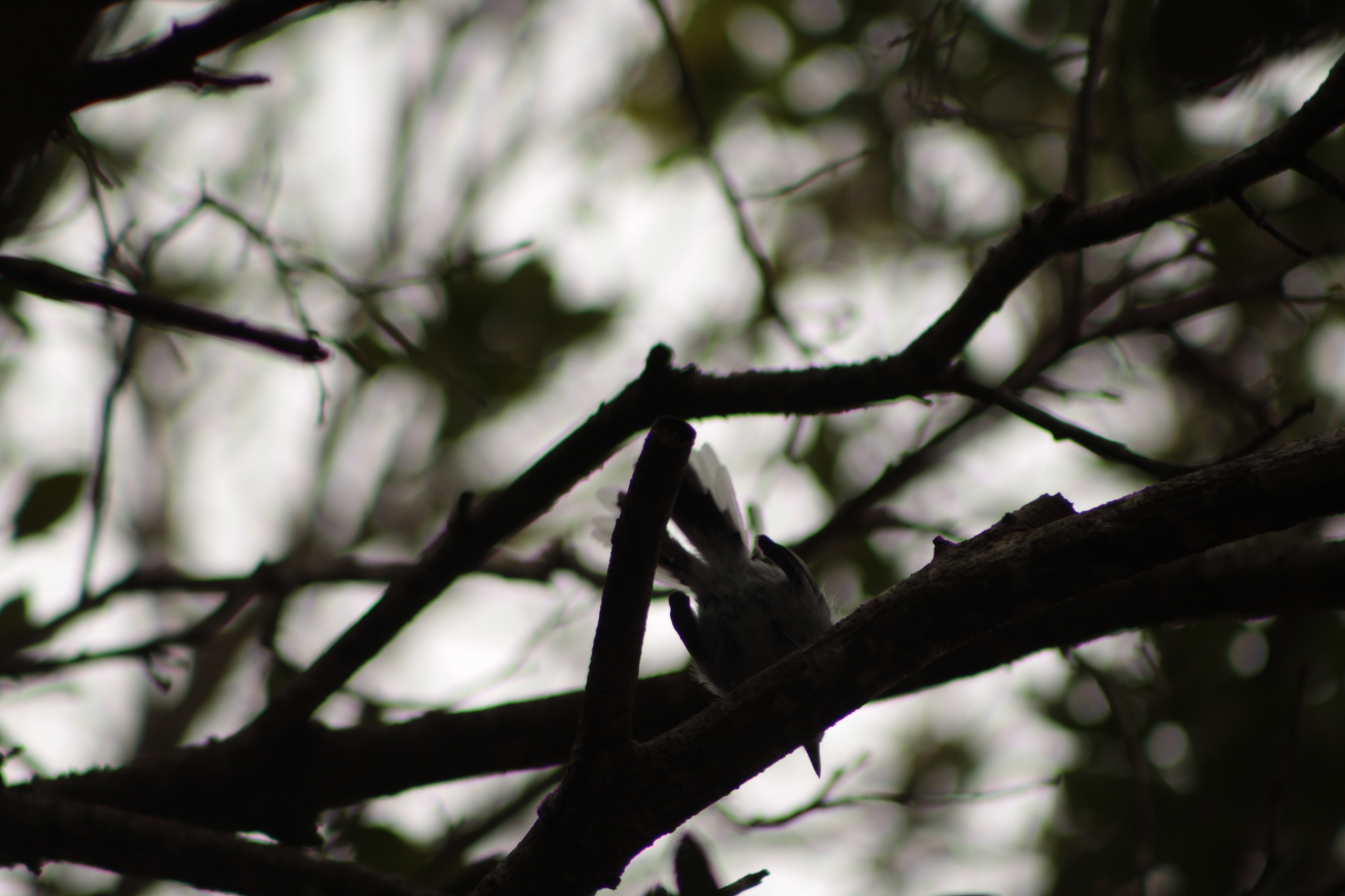 Large-billed Antwren (Herpsilochmus longirostris), photo 9