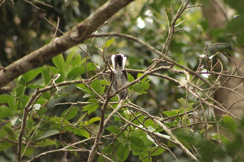Large-billed Antwren (Herpsilochmus longirostris), photo 8