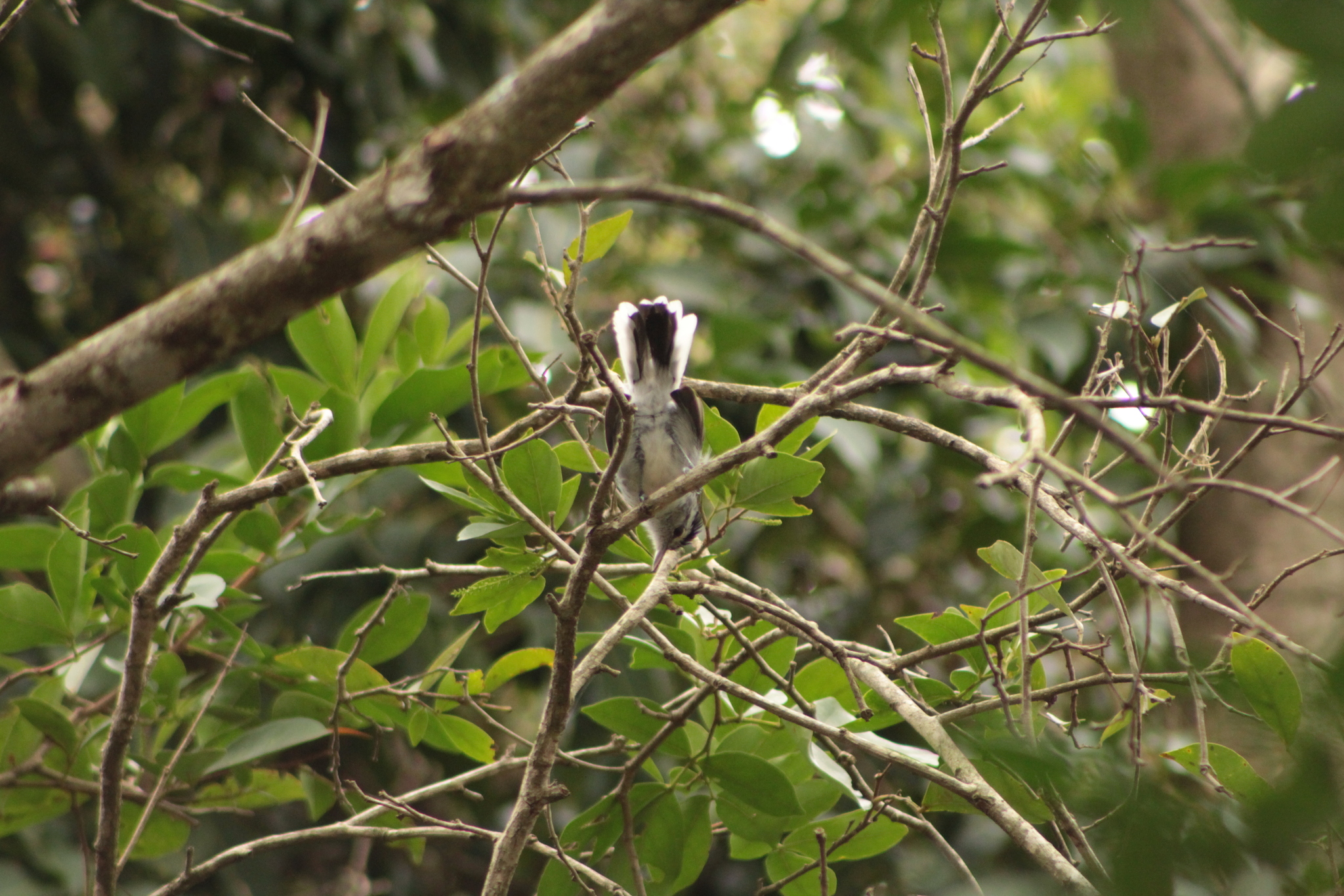 Large-billed Antwren (Herpsilochmus longirostris), photo 4