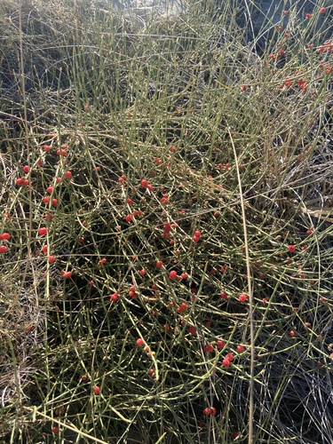 Ephedra ochreata, photograph 5