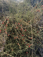 Ephedra ochreata, photograph author not stated, no rights reserved
