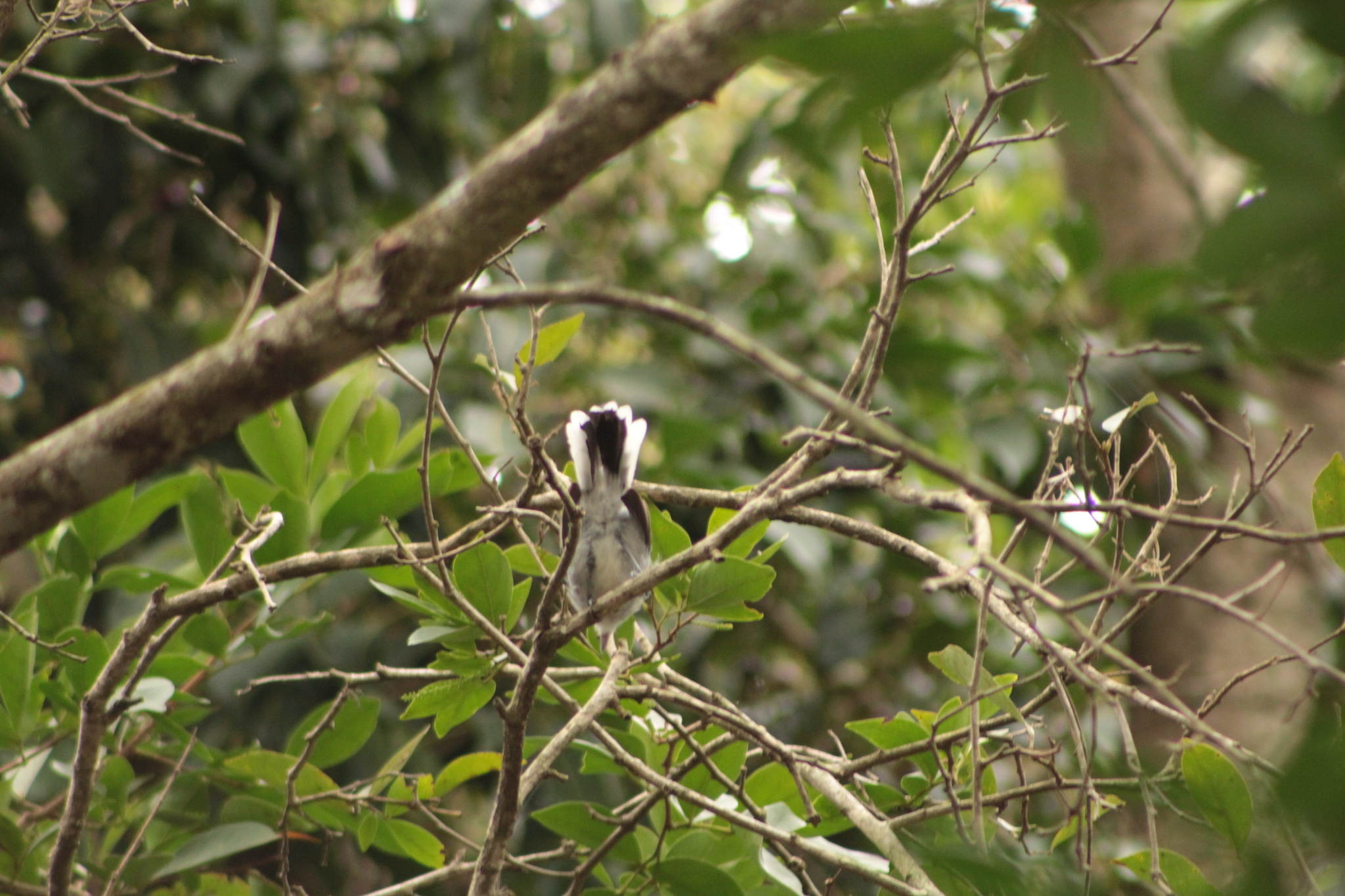 Large-billed Antwren (Herpsilochmus longirostris), photo 5