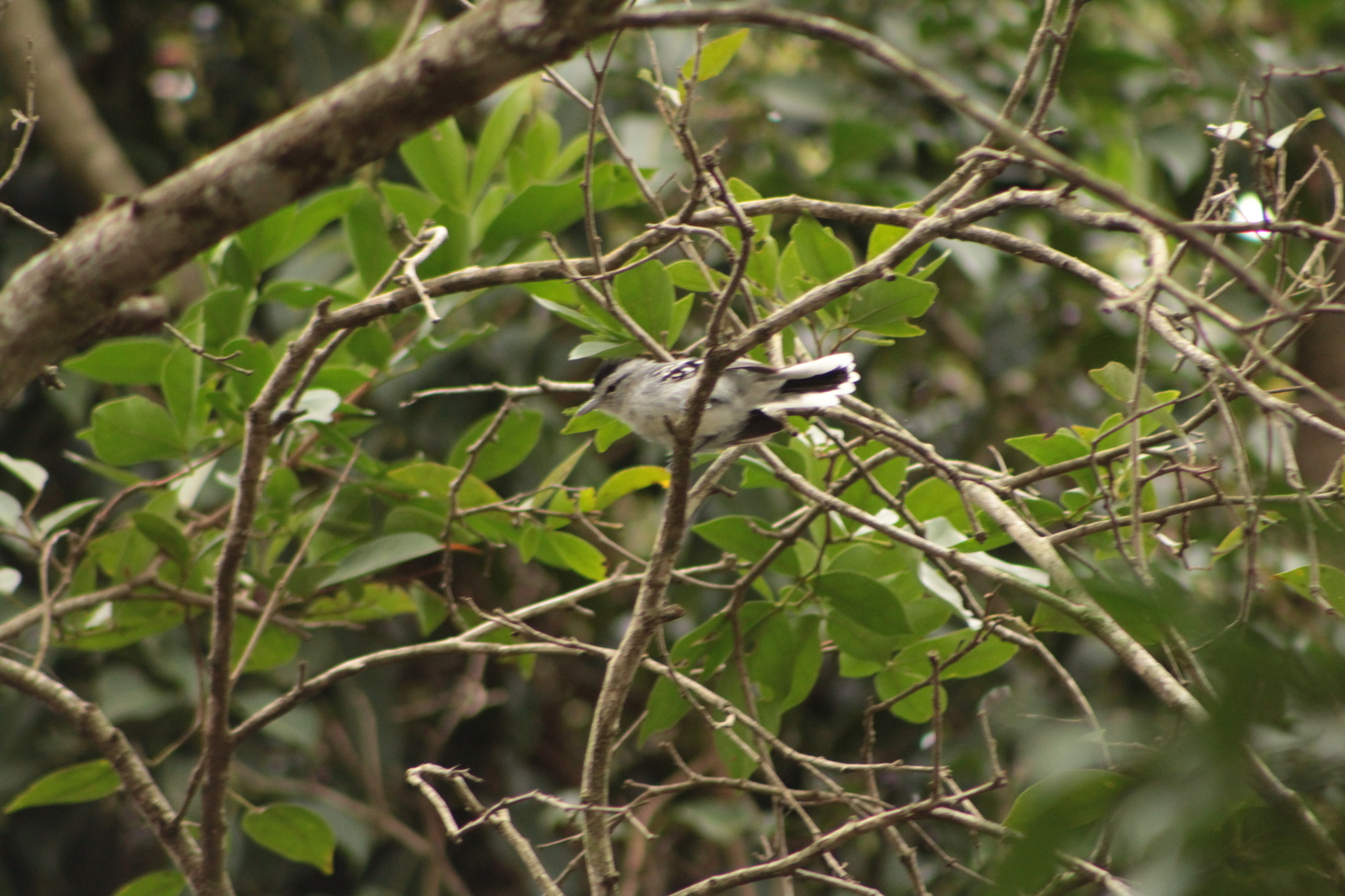 Large-billed Antwren (Herpsilochmus longirostris), photo 6