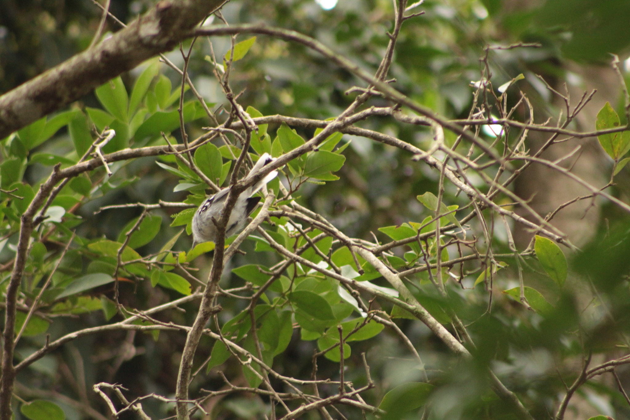 Large-billed Antwren (Herpsilochmus longirostris), photo 7
