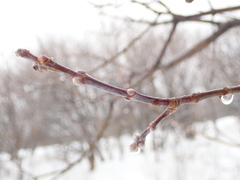 Acer negundo violaceum