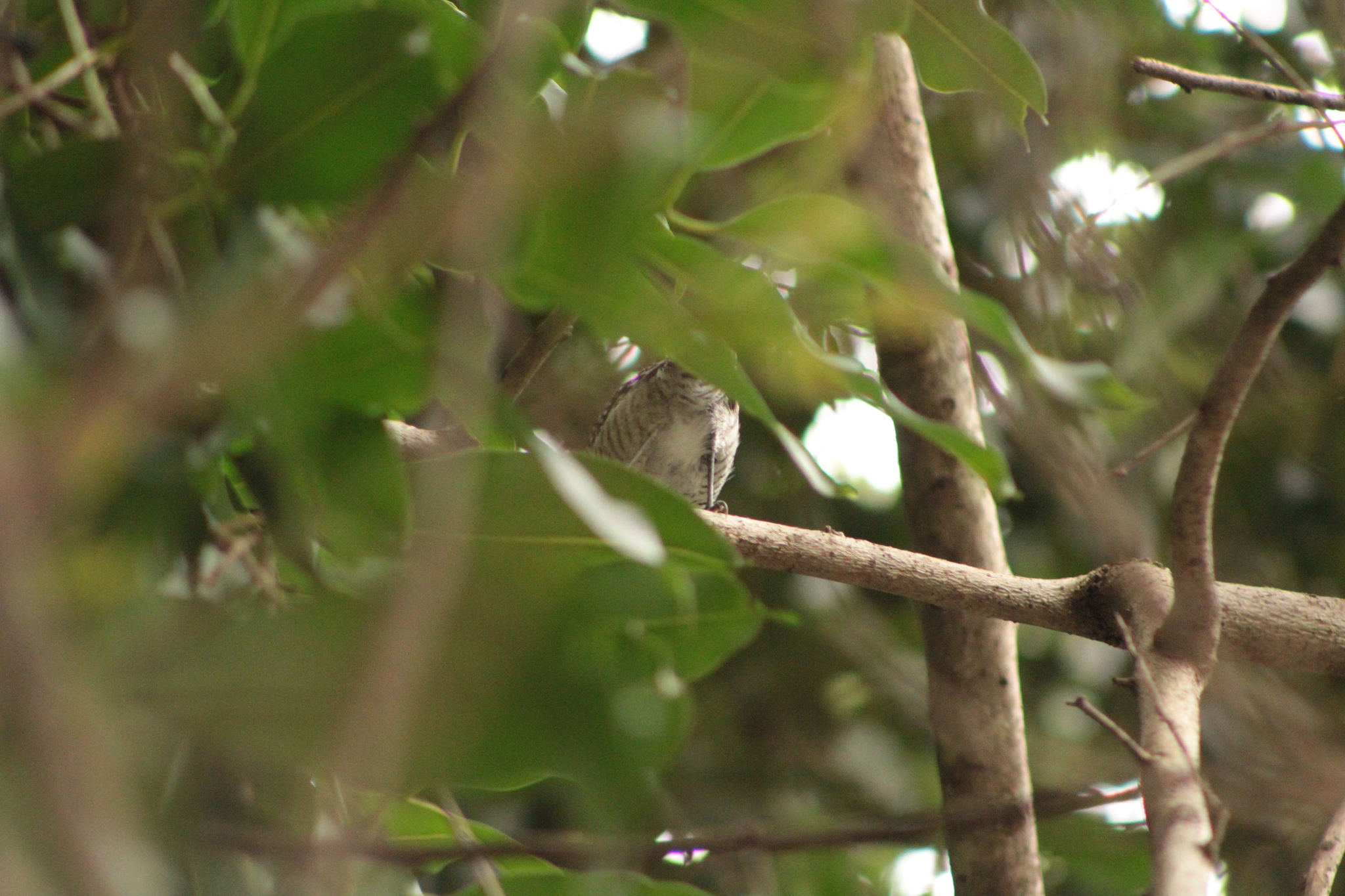 Large-billed Antwren (Herpsilochmus longirostris), photo 8