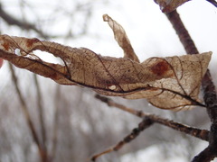 Acer negundo violaceum
