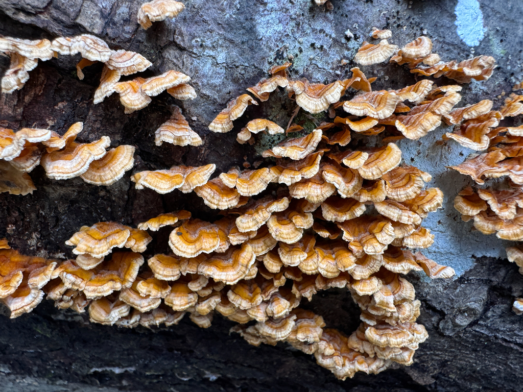Stereum complicatum · December 2025 · photo: © sgalick (iNaturalist, cc-by)