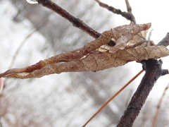 Acer negundo violaceum