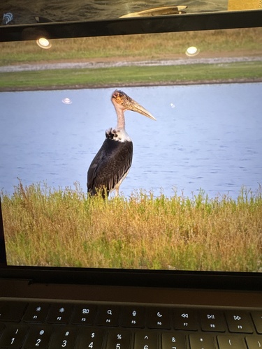 Marabou Stork