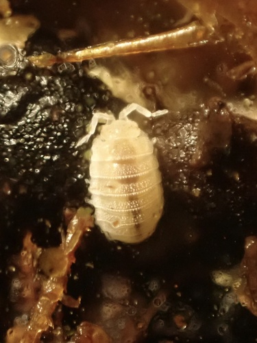 Pillbug