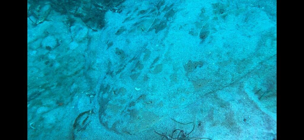 Pacific Angelshark