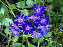 Pericallis × hybrida, photograph author not stated, no rights reserved
