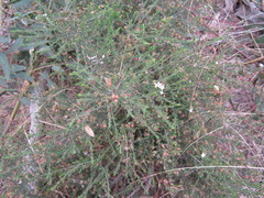 Philotheca angustifolia