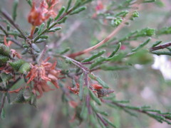 Philotheca angustifolia